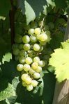 220px-Gruener_Veltliner_Weinsberg_20060909