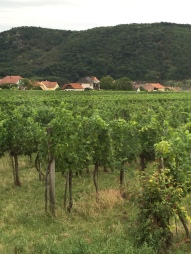Vines in the Wachau Valley, Austria