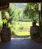 Rossatz early in the Summer