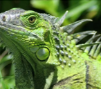 It is Raining Iguanas in&nbsp;Florida